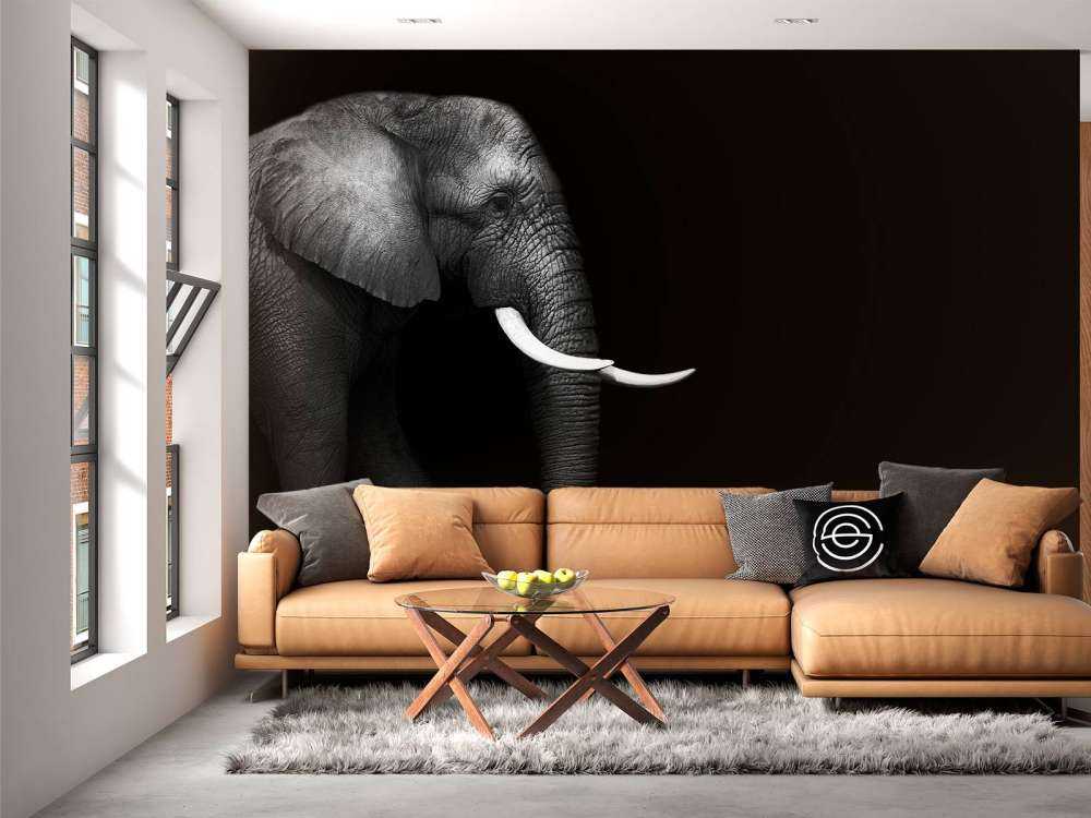 Eléphant sur herbe