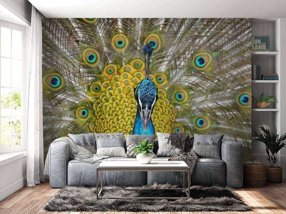 Vue de face d'un paon