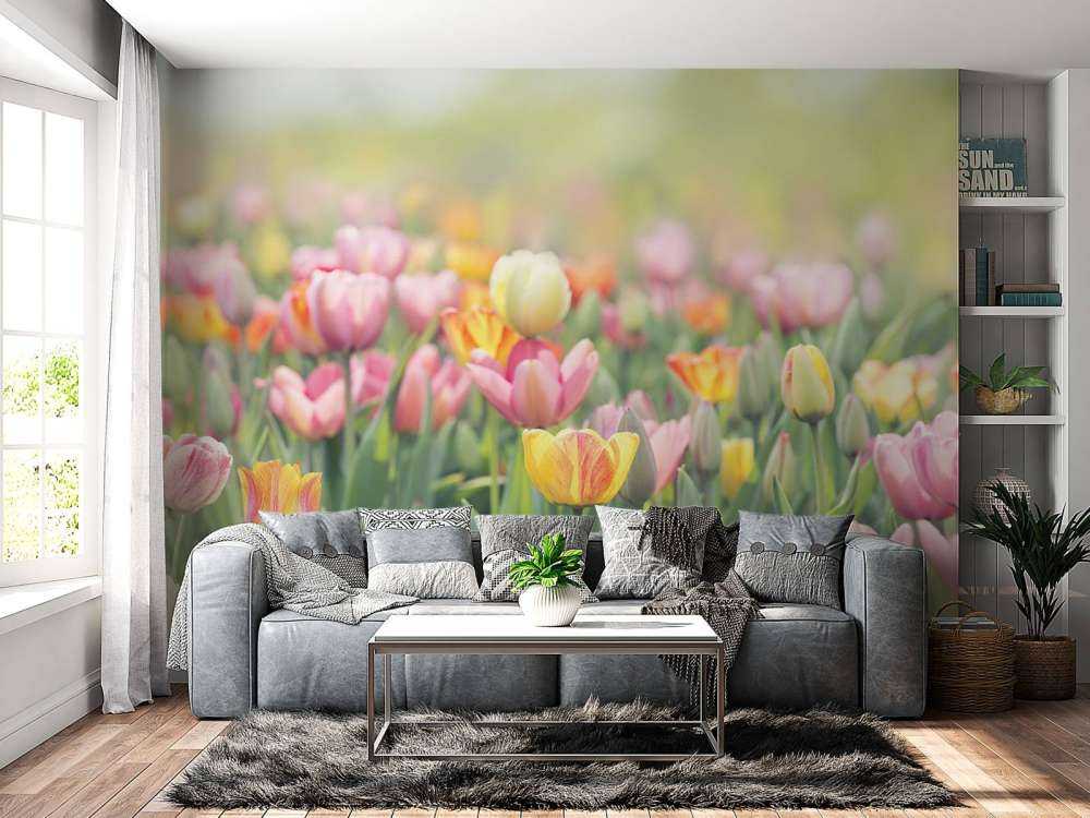 Des tulipes colorées