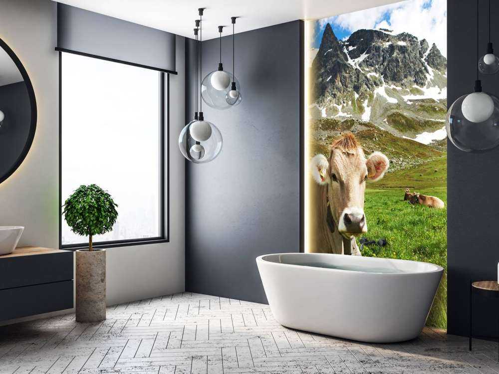 Vache autrichienne