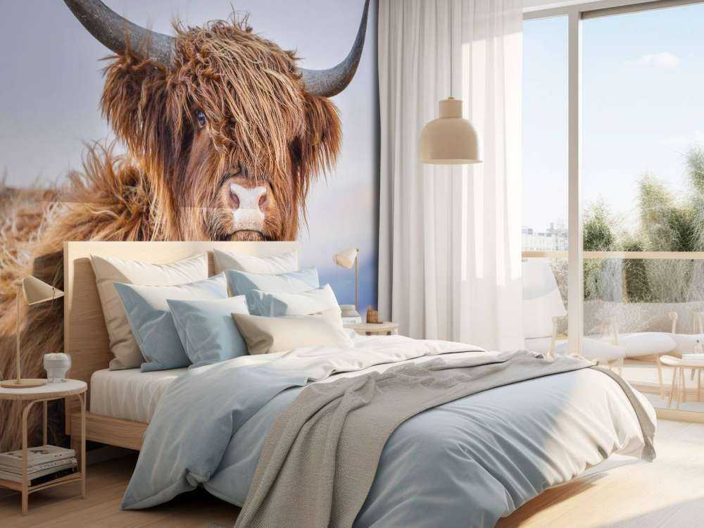 Le Highland écossais en vedette