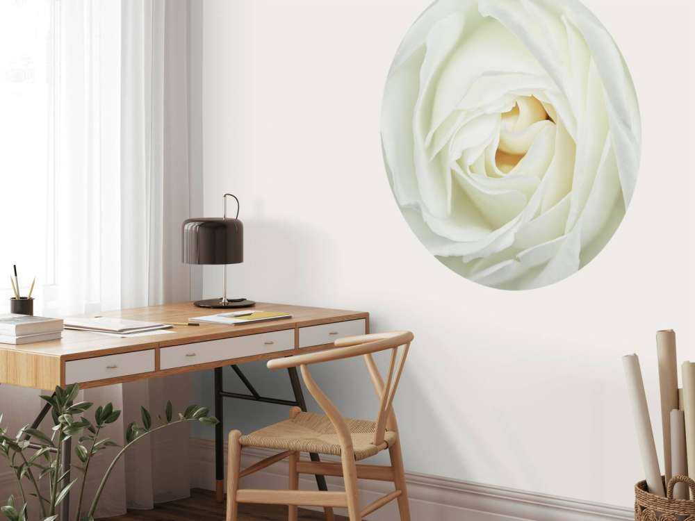 Rose blanche