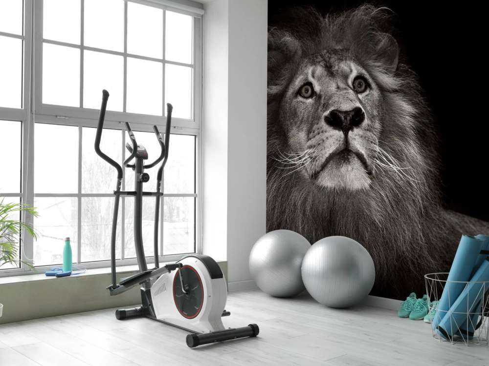 Lion sur fond noir