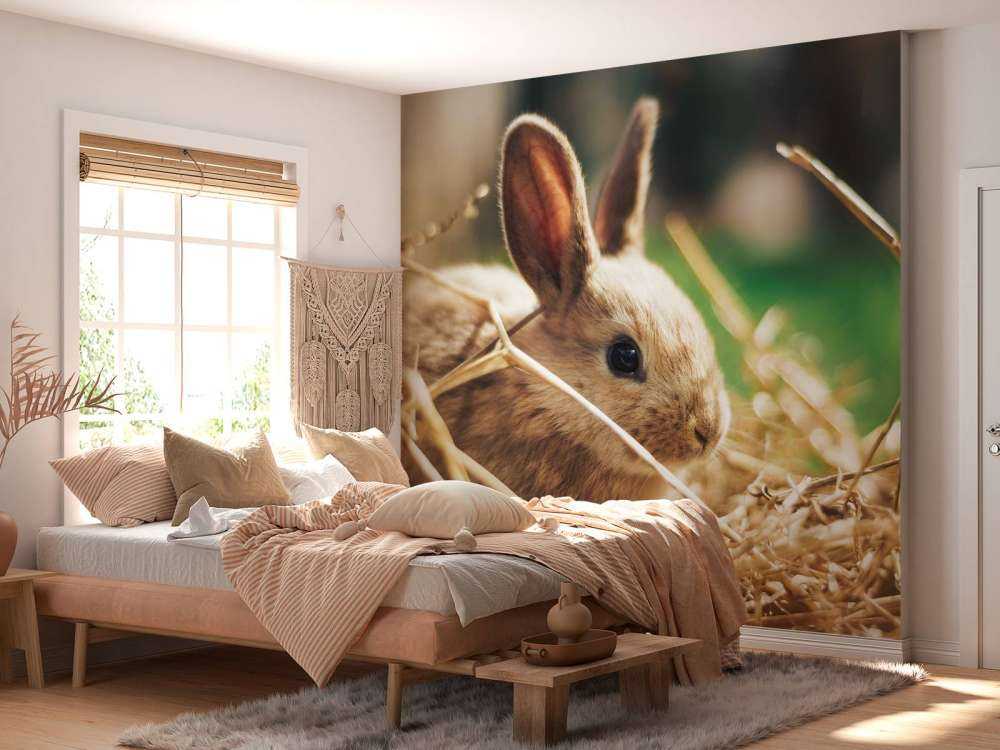 Lapin dans la paille