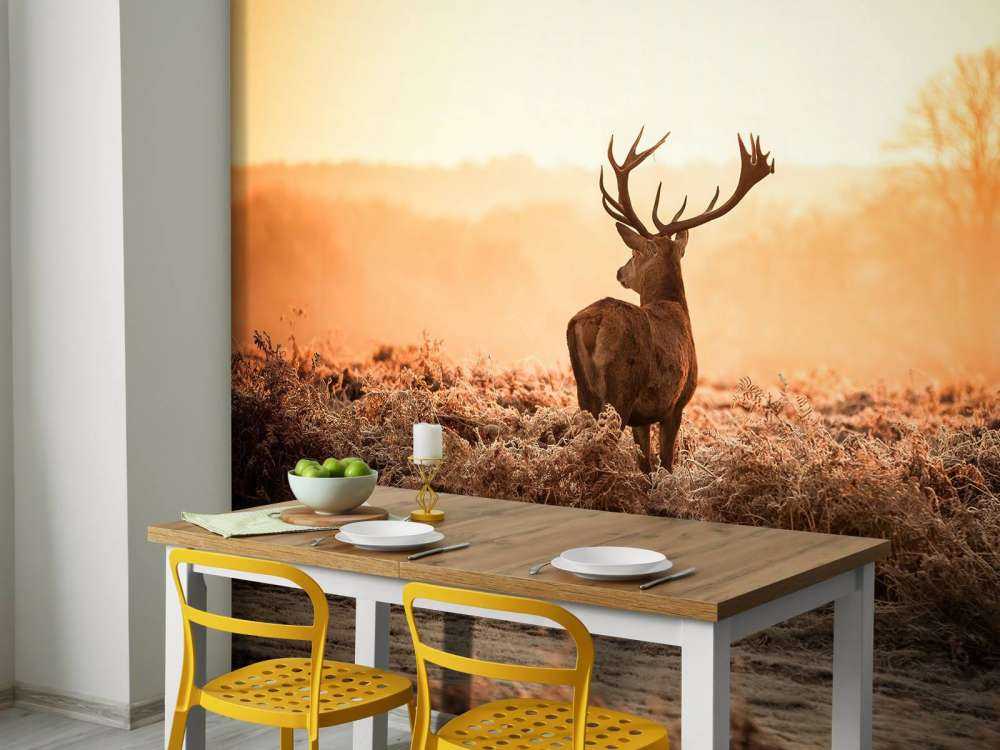 Cerf au lever du soleil