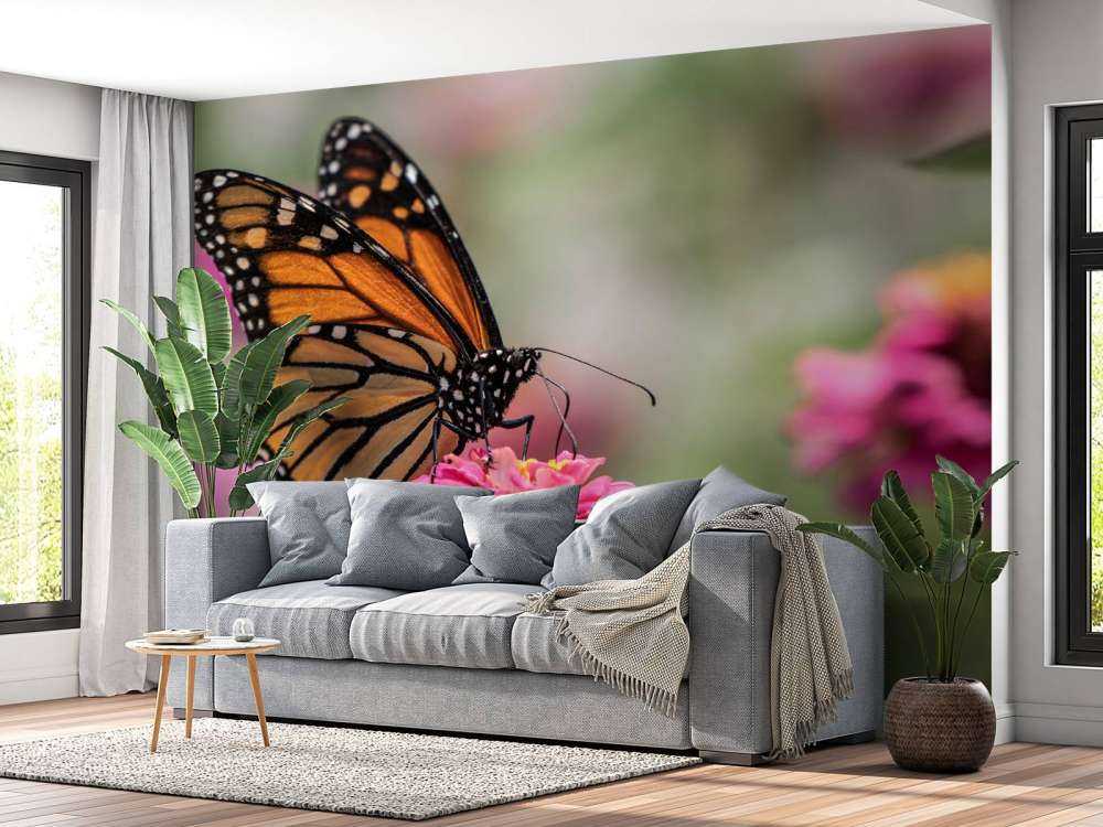 Papillon monarque