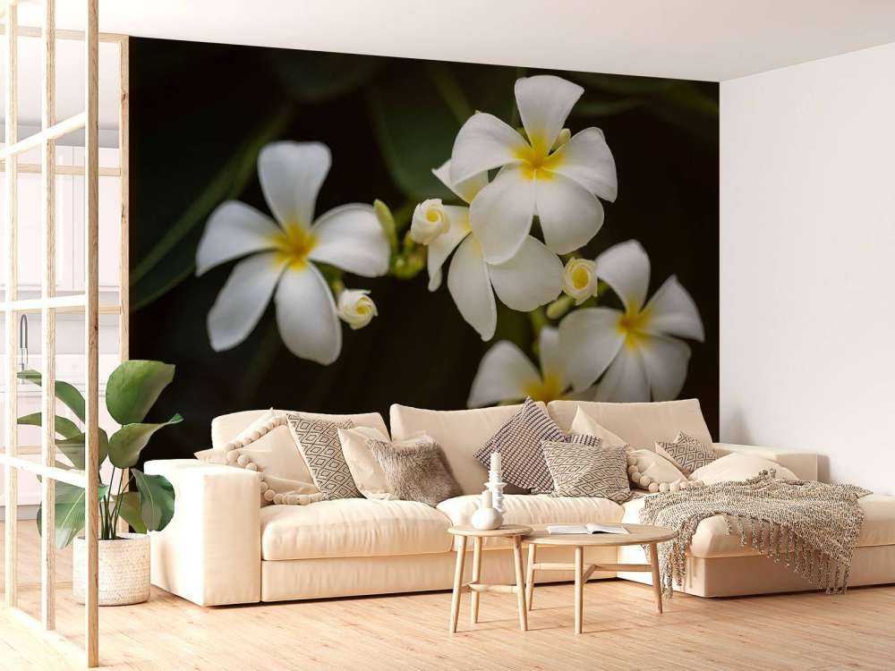 Close-up Plumeria