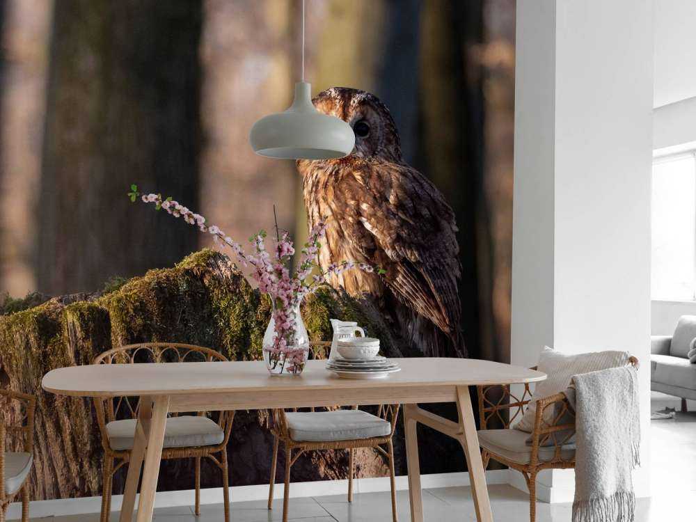 Petite chouette sur un arbre cassé