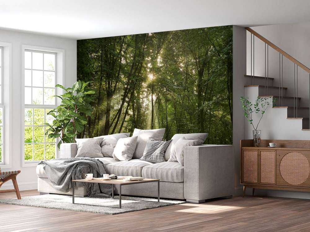 Soleil dans la forêt