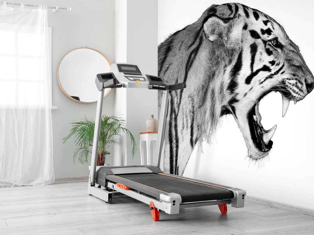 Tigre rugissant blanc