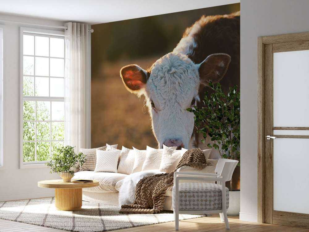 Portrait de veau