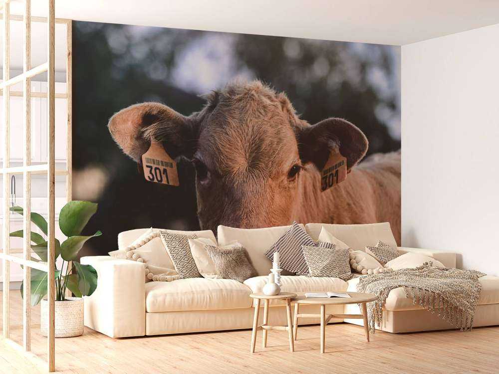 Gros plan sur la vache