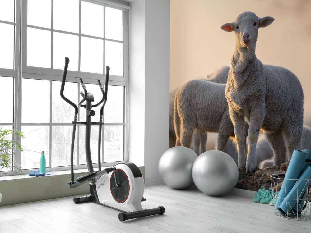 Mouton majestueux