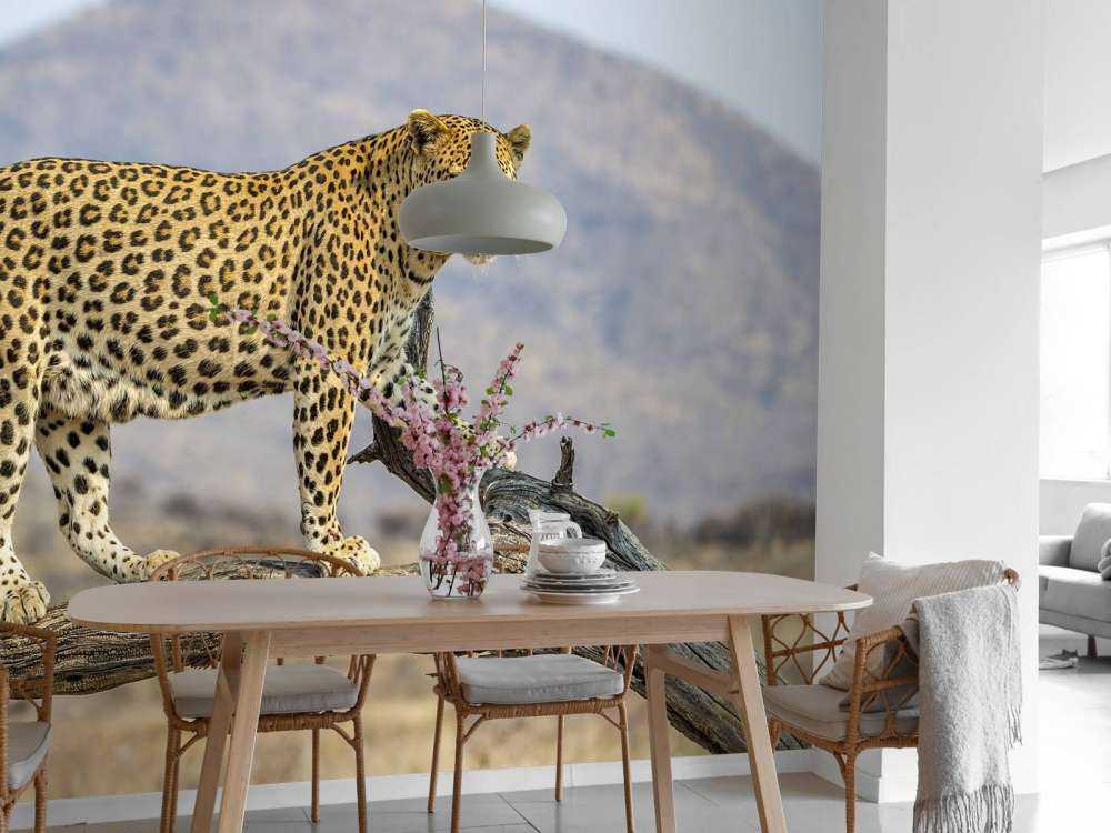 Léopard en Namibie