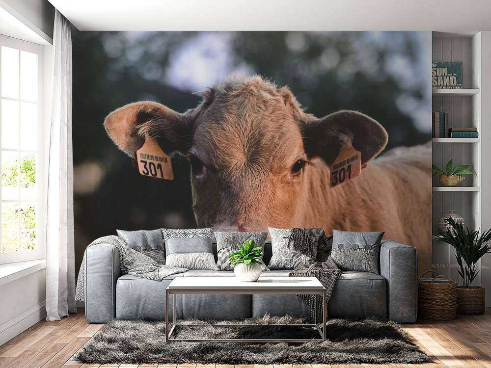 Gros plan sur la vache