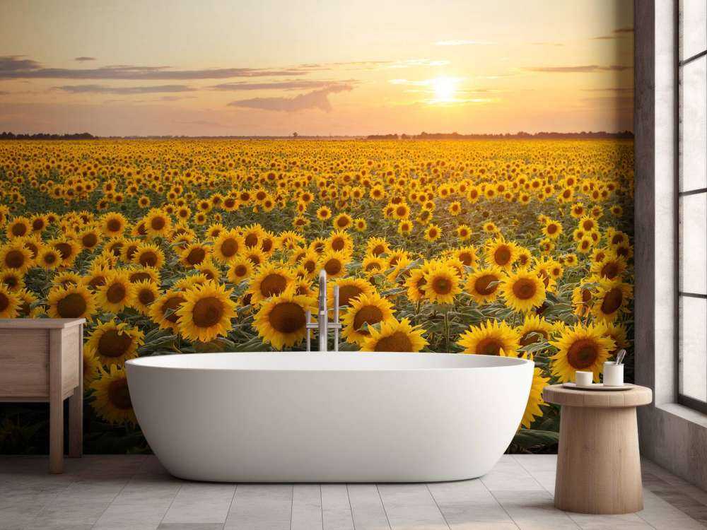 Champ de tournesol avec coucher de soleil