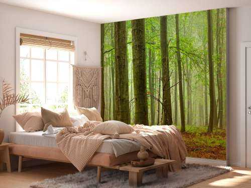Forêt de hêtres