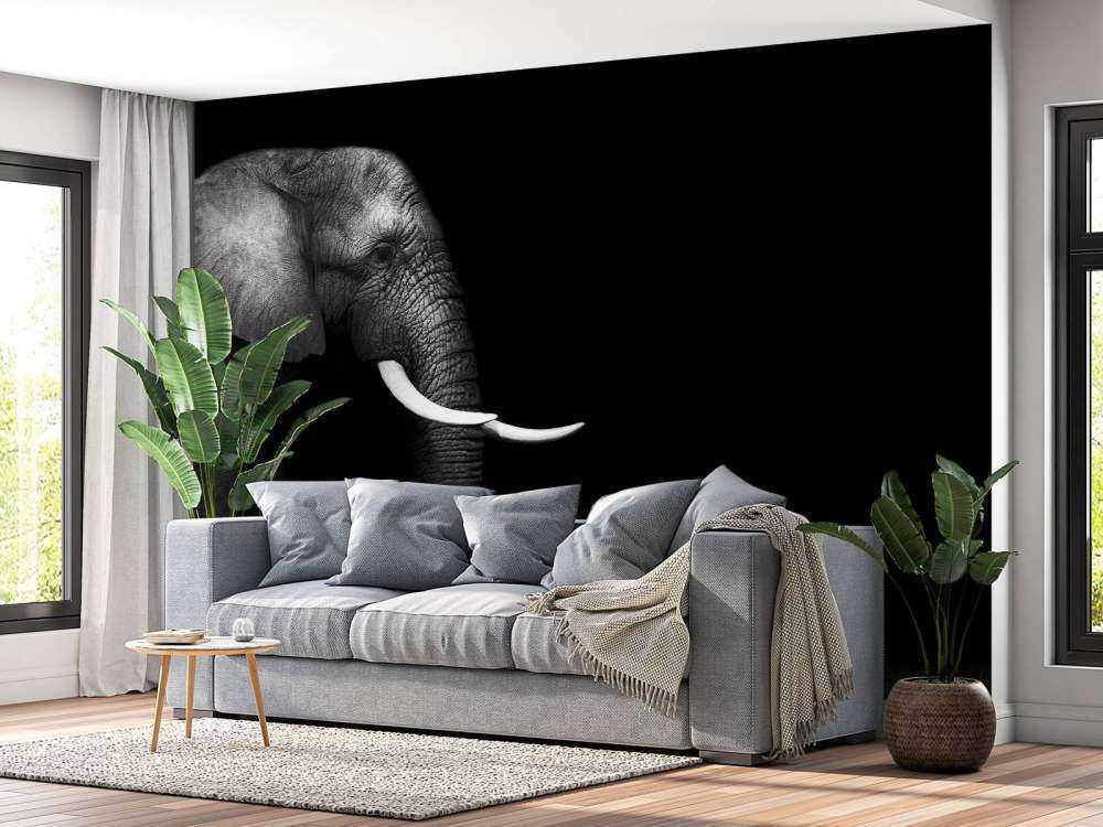 Eléphant sur herbe