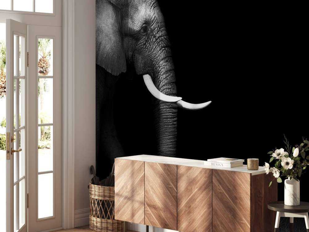 Eléphant sur herbe