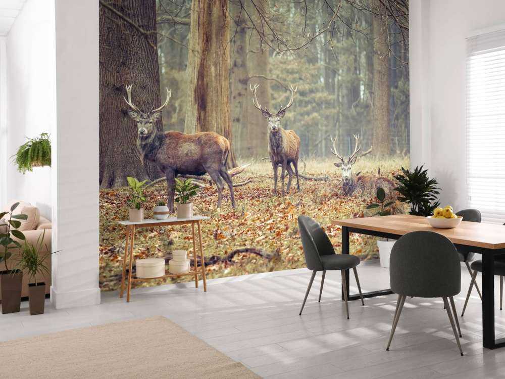 Cerfs sauvages