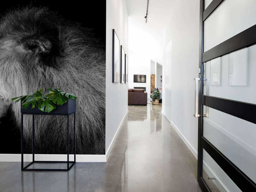 Lion rugissant noir