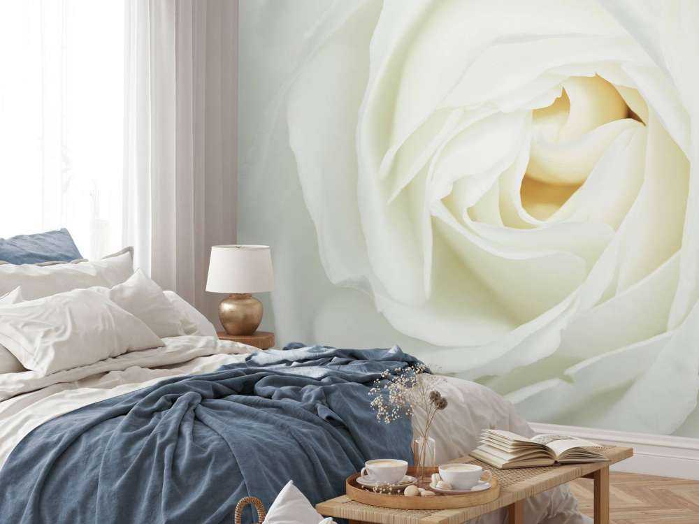 Rose blanche