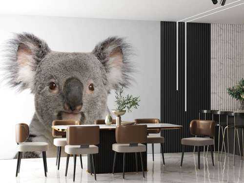 Photo d'un koala