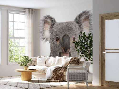 Photo d'un koala