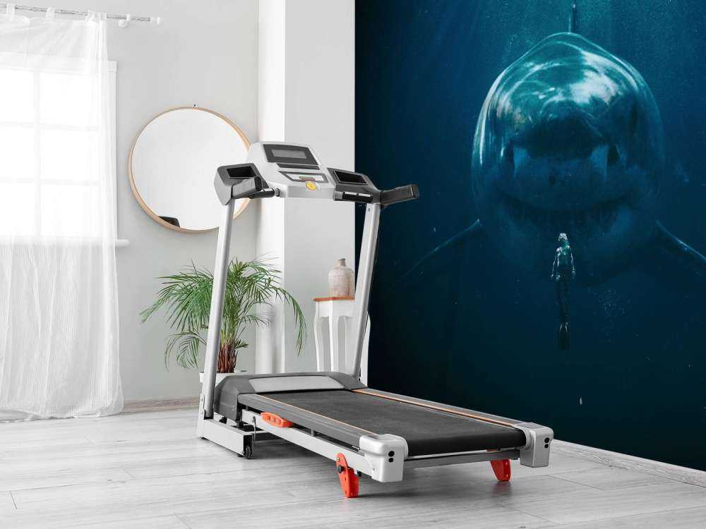 Un grand requin