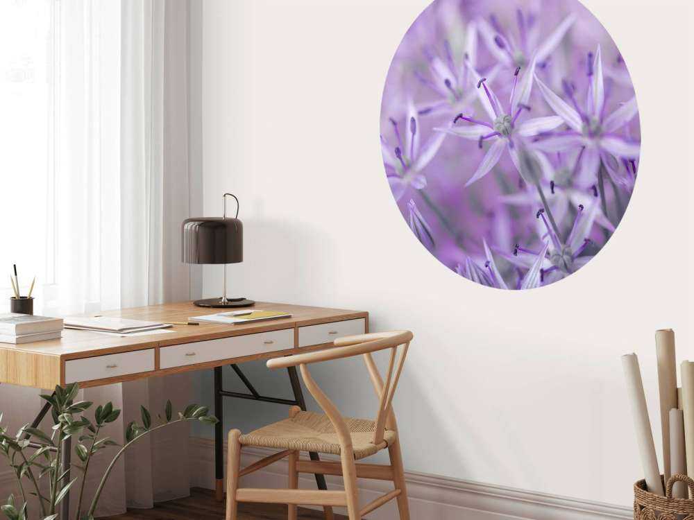 Fleurs d'allium pourpres