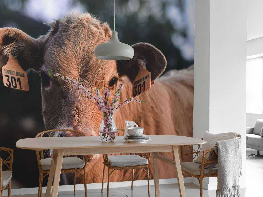 Gros plan sur la vache
