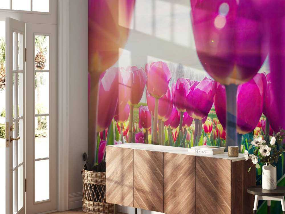 Tulipfield rose