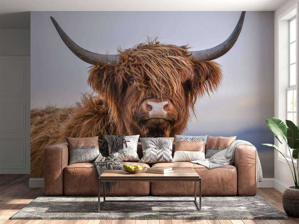 Le Highland écossais en vedette