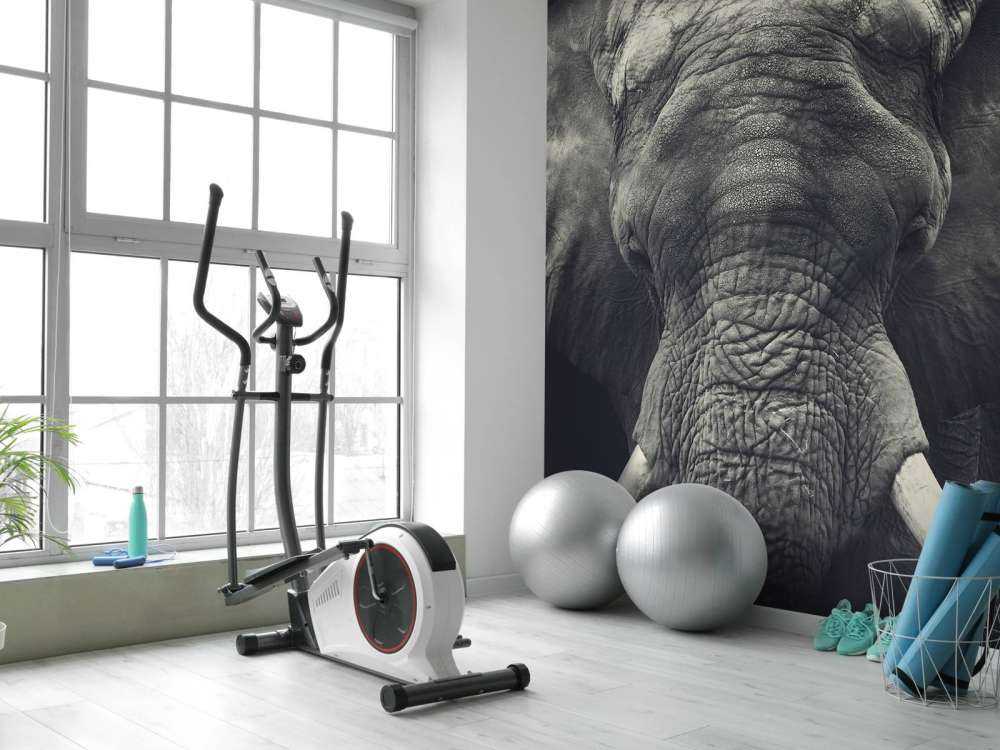 Gros plan sur un éléphant
