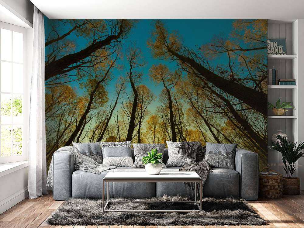 Lever de soleil entre les grands arbres