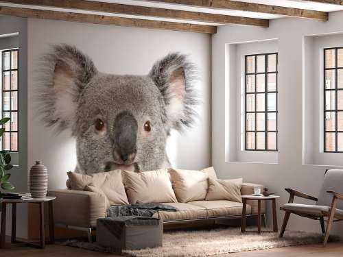 Photo d'un koala