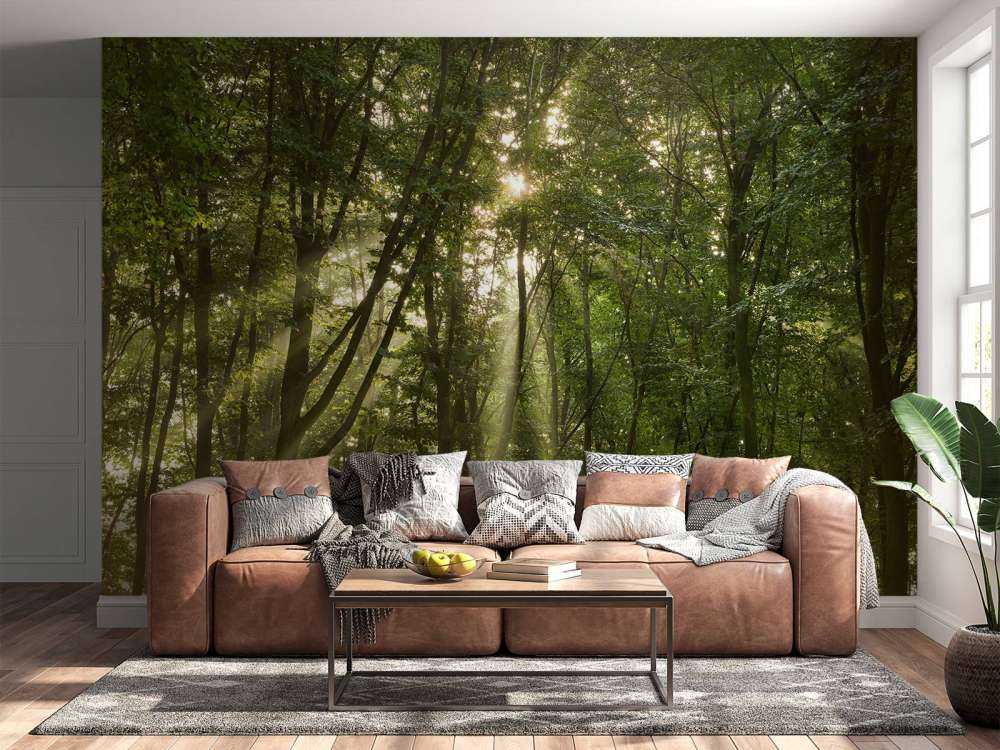 Soleil dans la forêt