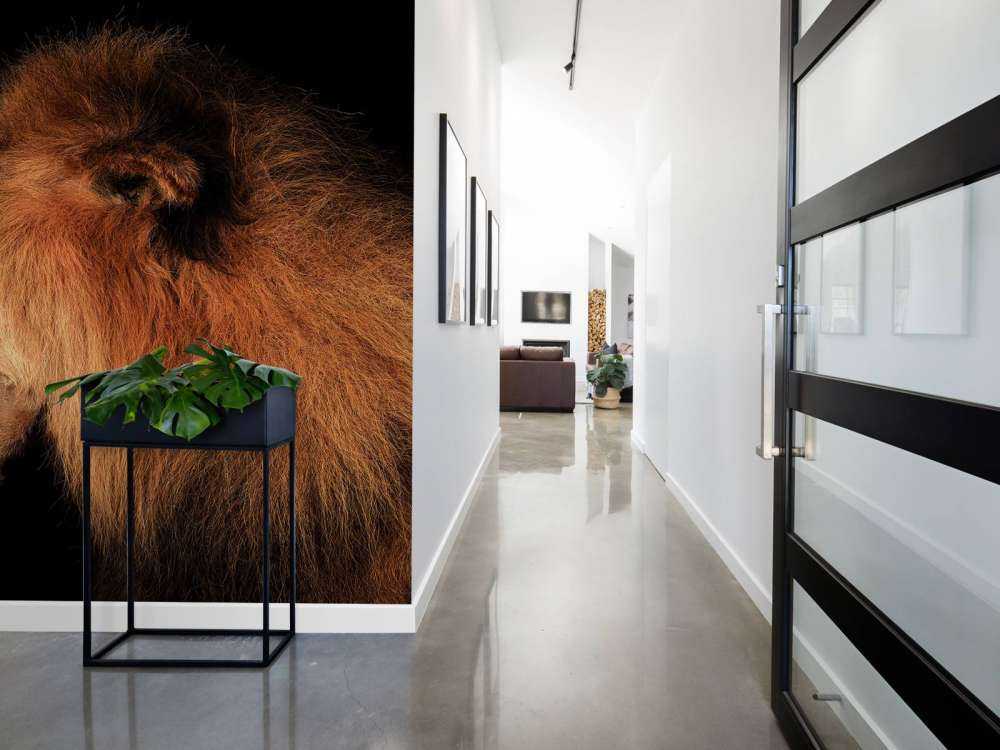 Lion rugissant