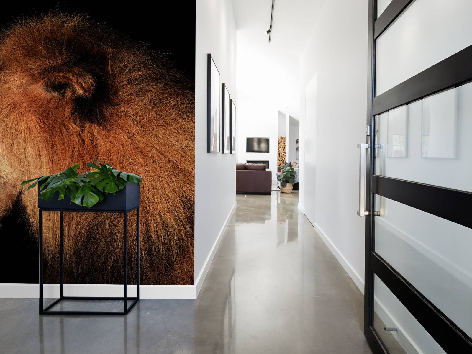 Lion rugissant