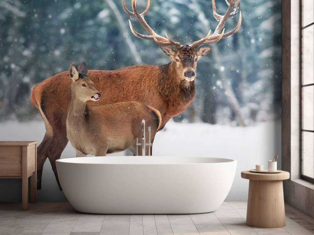 Cerf avec son faon