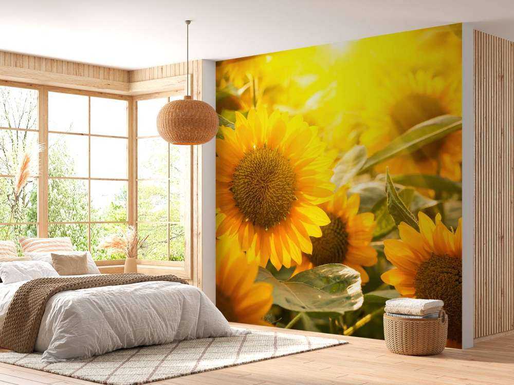 Les tournesols et le soleil