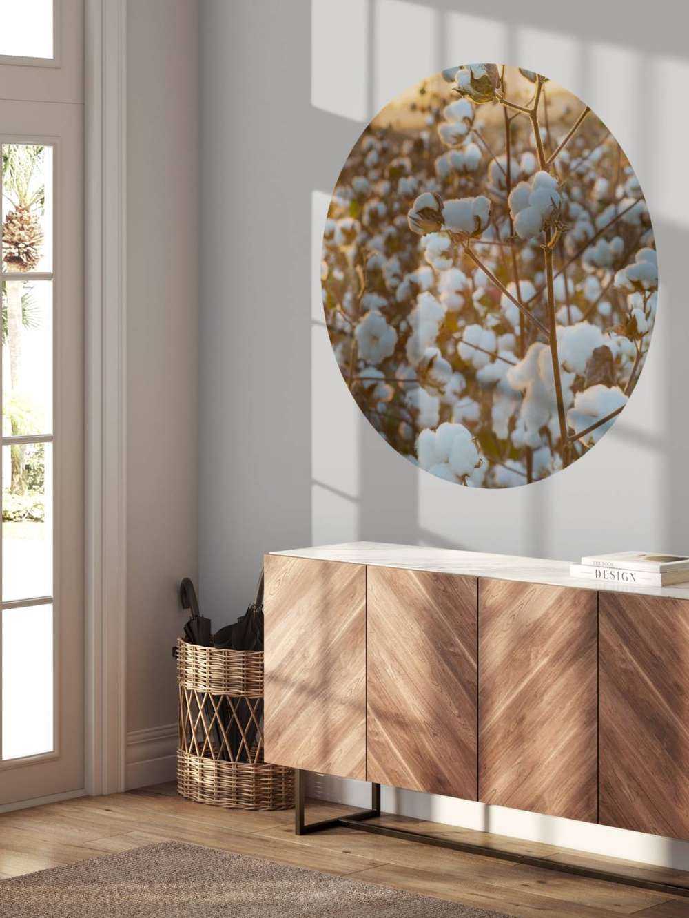 Champ de coton avec un ciel jaune doré