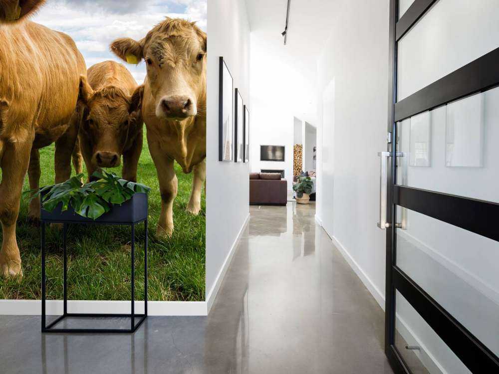 Vaches brunes