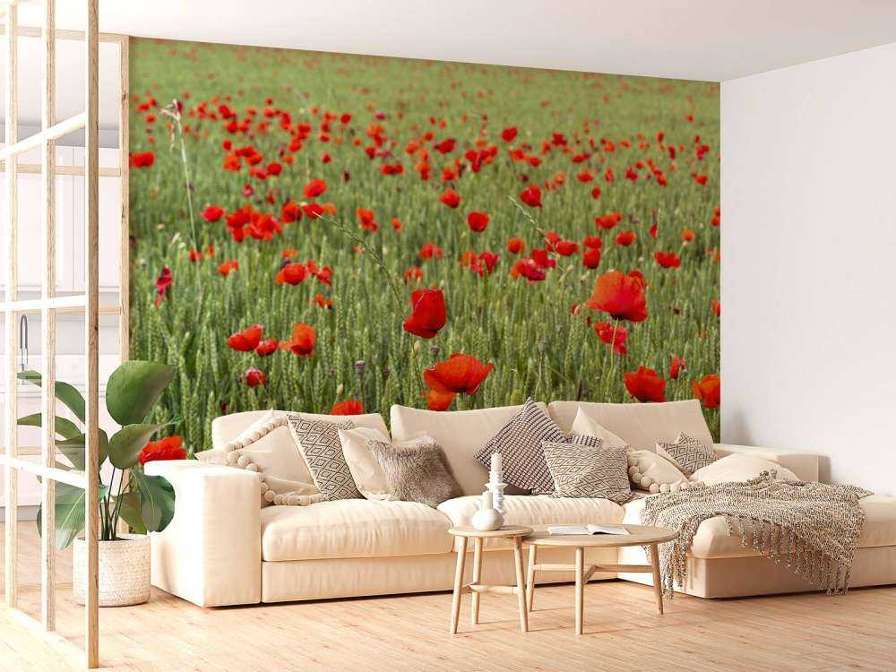 Champ de coquelicots rouges