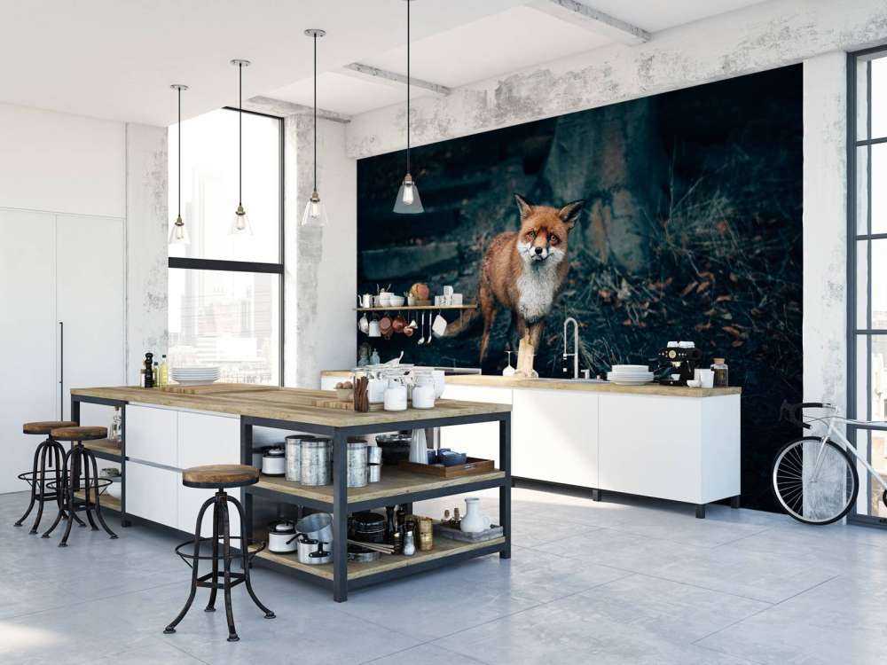 Un renard curieux