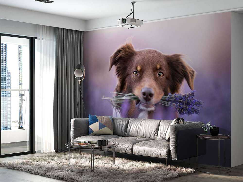 Chien à la lavande