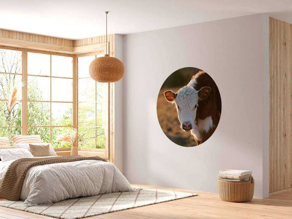 Portrait de veau