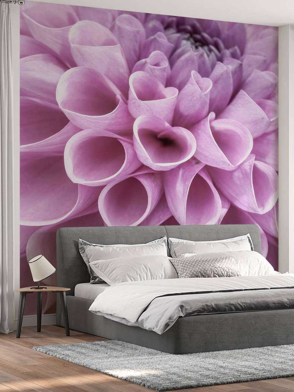 Dahlia mauve