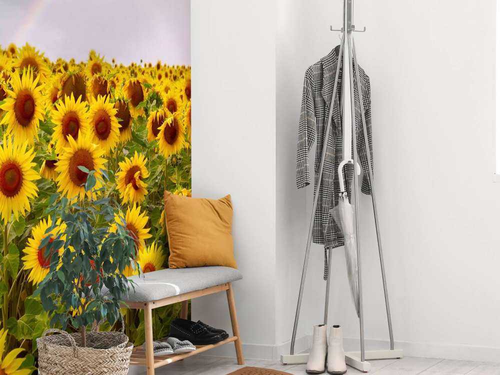 Champ de tournesols