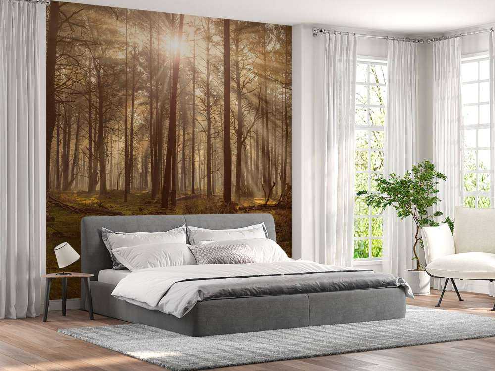 Forêt avec de grands arbres